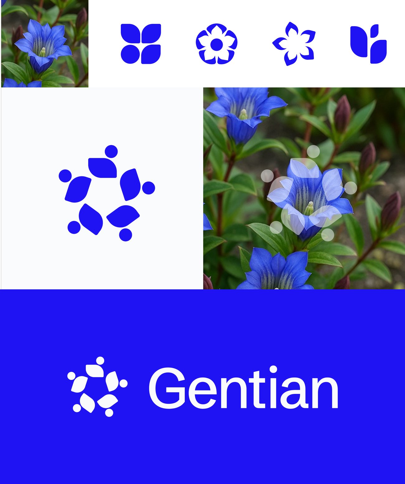 Gentian-logo-concept